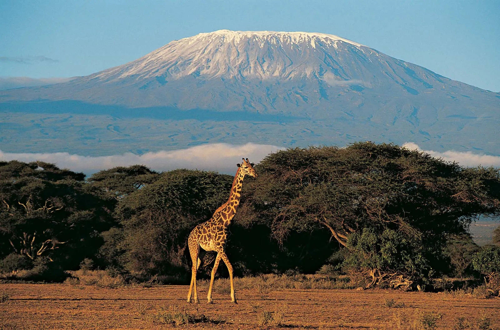 Mont Kilimandjaro dominant la savane tanzanienne avec une girafe au premier plan, paysage emblématique d’Afrique.
